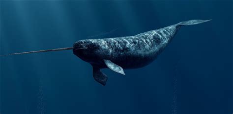 Narwhal - the Unicorn of the Sea | Earth Blog