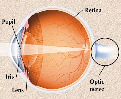 Optic Nerve Anatomy & Function | Med-Health.net