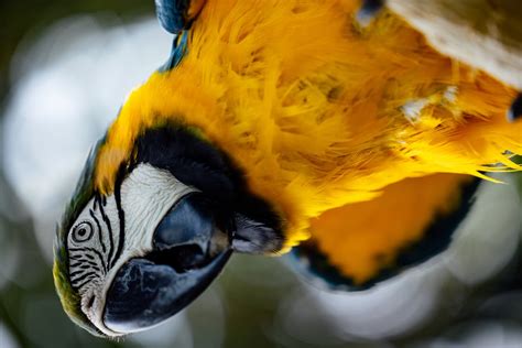 Close up of Parrot · Free Stock Photo