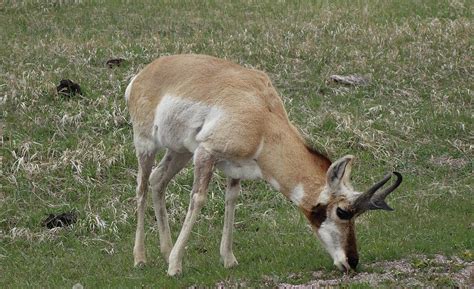 Pronghorn of Custer State Park in South Dakota Photograph by Rauno Joks - Fine Art America