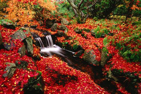 Desktop Wallpaper Beautiful Fall Flowers - WallpaperSafari