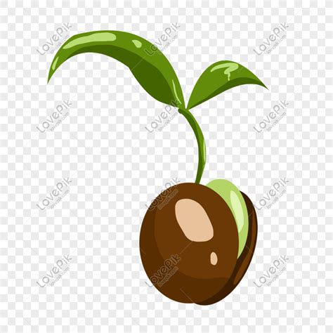 Seed Sprouting Clipart