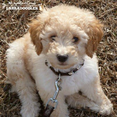 Mini Australian Labradoodles from Mountain Creek Labradoodles