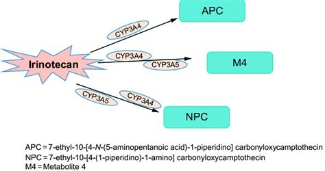 Metabolism of irinotecan. | Download Scientific Diagram