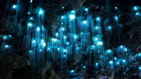 New Zealand's Hidden ɡem: Delve into the Luminescent Beauty of the Glow Worm Dungeon - Feb Daily