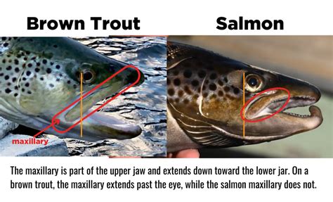 Landlocked Salmon and Brown Trout – Tips for Identifying Your Catch | IFW Blogs