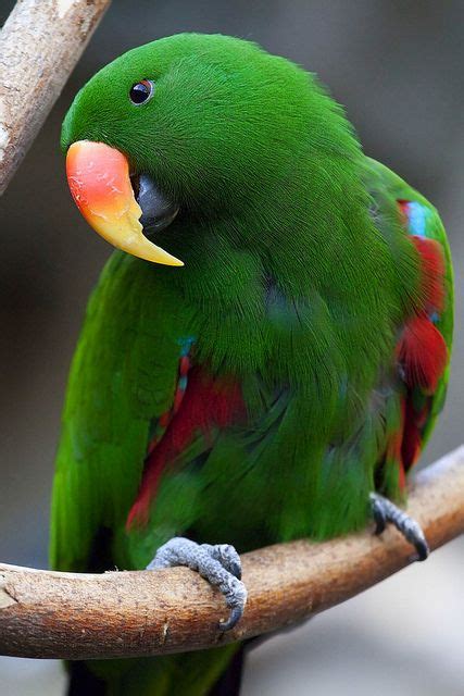 Male Eclectus Parrot - Beautiful ! | birds | Pinterest