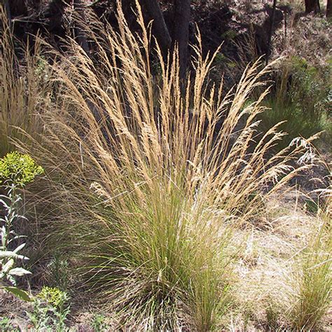 Growing & Care Tips For Poa Labillardieri — Common Tussock Grass!