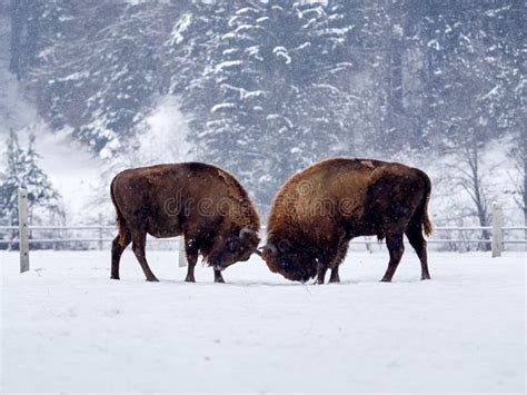 European Bison Bison Bonasus in Natural Habitat Stock Image - Image of europe, reservation ...