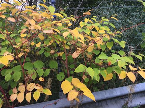 How To Identify Japanese Knotweed: In-Depth Knotweed Identification with Pictures | Phlorum