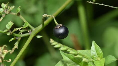 Black Nightshade Berries: Risks, Side Effects & Nutritional Value - Ayur Times