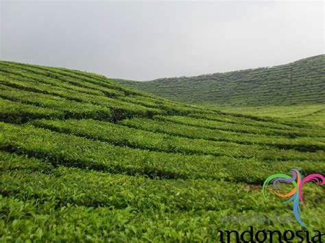 Jambi Tourism - Photo Gallery - Sumatera Indonesia - kayu aro tea plantation jambi 2