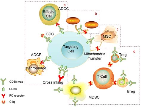 Frontiers | Targeting CD38 for acute leukemia