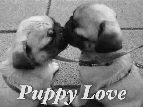 Puppy Love GIF - Puppylove Puppy Love - Discover & Share GIFs