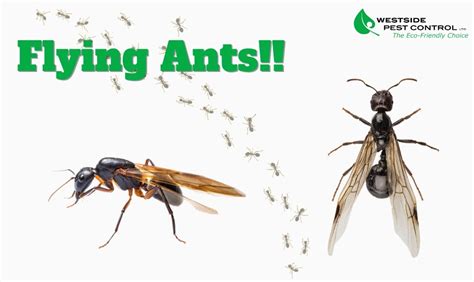 Flying Ants in Vancouver - Where, When, & How