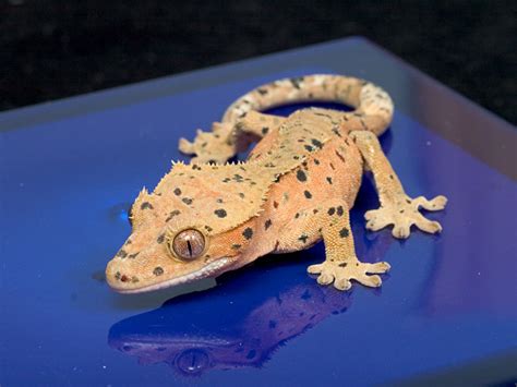 Reptileobsession: Crested Gecko Morphs