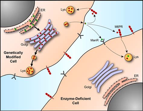 Gene therapy for lysosomal storage diseases: Molecular Therapy