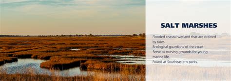 Salt Marshes - Oceans, Coasts & Seashores (U.S. National Park Service)