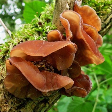 Jew´s Ear - Auricularia auricula-judae - Pure culture for organic ...