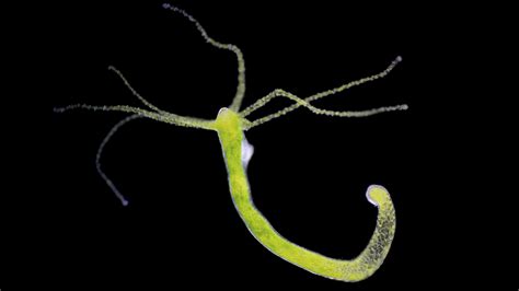 Here's the secret to how 'immortal' hydras regrow severed heads | Live Science