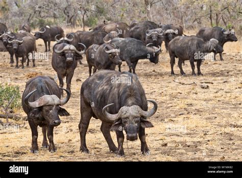 African buffalo herd, Mpumalanga, South Africa Stock Photo - Alamy