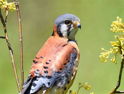 5 Essential Hawk Identification Tips for Birders - Birds and Blooms