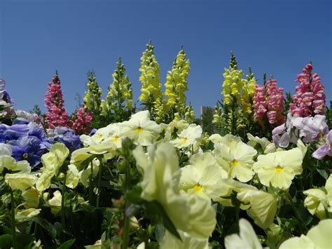 flowers in the park | Beautiful places to visit, Beautiful places, Places to visit