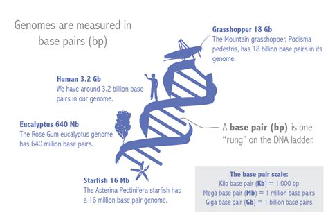 A comparison of genome size across kingdoms — Quillshadow