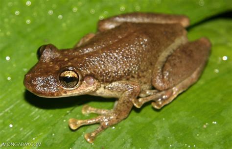 Brown tree frog (Osteocephalus planiceps) near Puerto Nariño