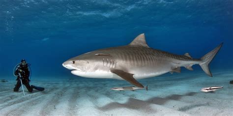 Tiger‌ ‌Shark‌ Facts & Information Guide - American Oceans