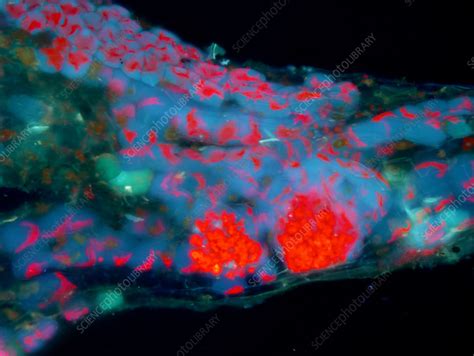 Hornwort thallus cells, fluorescence micrograph - Stock Image - C057 ...