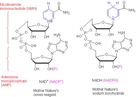 biochemistry - Why does NADH have 2 peaks in its absorption spectrum ...