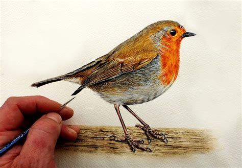 How to Paint a Robin in Watercolour Watercolor Painting | Etsy UK