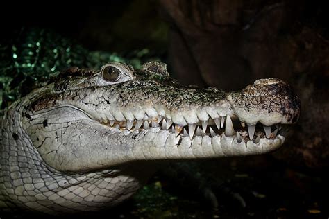 Neuguinea-Krokodil / New Guinea Crocodile (Crocodylus novaeguineae) - a ...