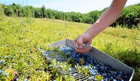 Contact | Maine Wild Blueberry Museum | Blueberry picking, Wild blueberries, Lowbush blueberries