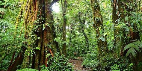 Santa Elena Cloud Forest Reserve Tour - Monteverde Costa Rica