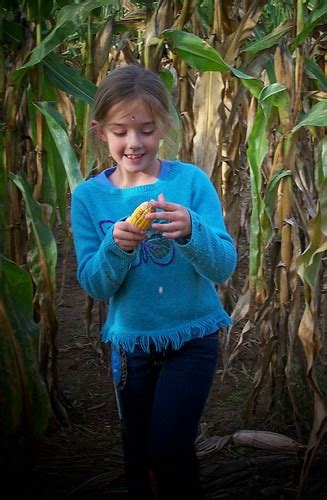 Corn maze | Angela Vincent | Flickr