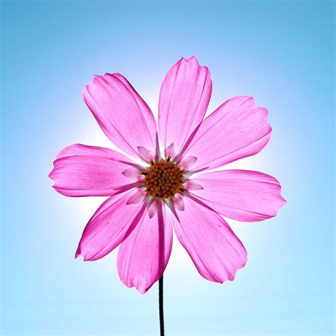 Macro Sunshine Crystal Pink Flower iPad Air Wallpapers Free Download