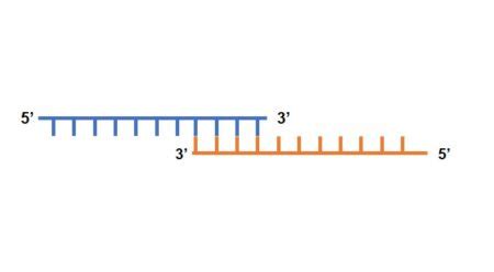 Troubleshooting primer dimer in PCR – miniPCR bio