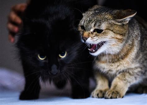 Why Is My Cat Growling? 7 Reasons You Should Know - All About Cats