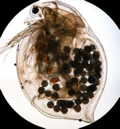 File:Daphnia magna01.jpg - Wikimedia Commons