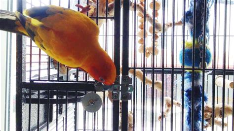 HUNGRY SUN CONURE UNLOCKS HIS CAGE FOR FOOD - YouTube