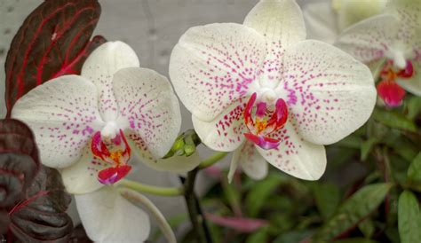 Pin by Eric Linneman on Denver Botanic Gardens Orchids | Denver botanic gardens, Botanical ...