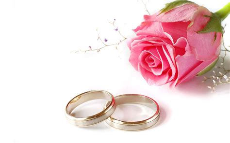 Pink Rose Flower Wedding Rings Love Desktop Hd Wallpaper Background 2560x1600 : Wallpapers13.com