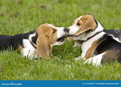 Beagle puppies playing stock photo. Image of hound, puppy - 16120670