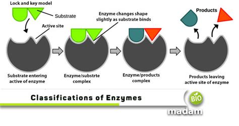 Enzymes – structure, operation, classification – Healthy Food Near Me