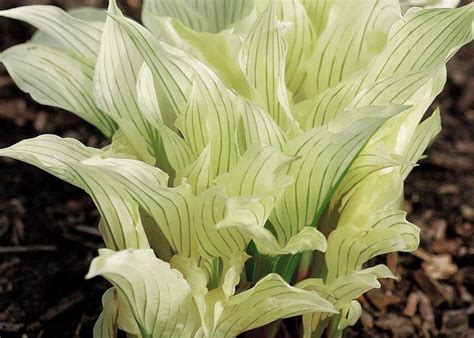 White Feather Hosta – Hostas-Store