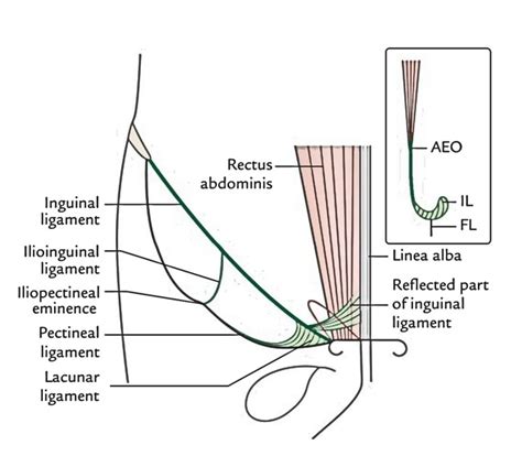 Inguinal Ligament Anatomy