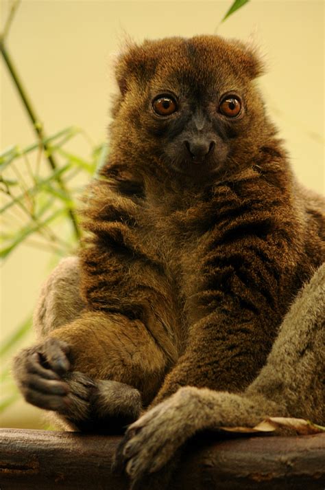 Greater bamboo lemur | ZooChat