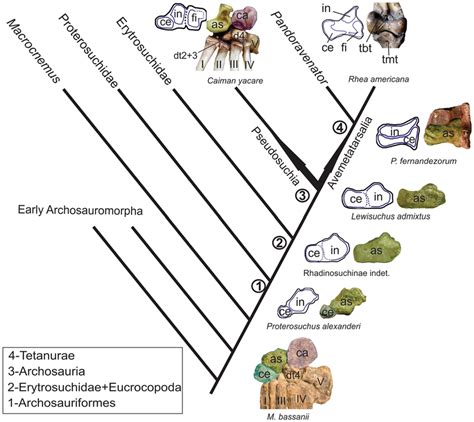 Simplified cladogram of Archosauromorpha (after Ezcurra 17 ) showing... | Download Scientific ...